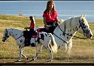 Appaloosa - Horse for Sale in Everton, MO 65646
