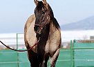 Azteca - Horse for Sale in Salt Lake area, UT 82520