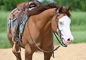 Quarter Horse (Quarter Horse, Gelding) in Charles Town, WV