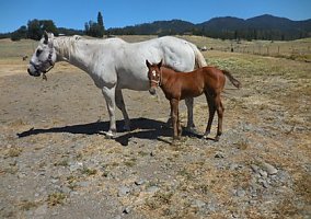 Appaloosa (Appaloosa, Mare) in Hayfork, CA