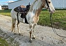 Tennessee Walking - Horse for Sale in , TN 37091