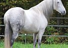 Paso Fino - Horse for Sale in Buchanan, VA 24066