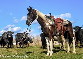 Spotted Saddle Horse