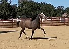 Andalusian - Horse for Sale in Santa Rosa, CA 95203