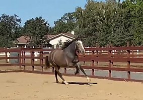Stunning (Andalusian / PRE, Gelding) in Santa Rosa, CA