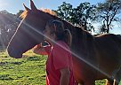Mustang - Horse for Sale in Fort Atkinson, WI 53538 Mustang - Horse for Sale in Fort Atkinson, WI 53538