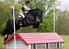 Friesian - Horse for Sale in Millbrook, NY 12545