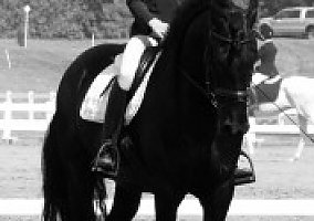 Friesian (Friesian, Gelding) in Millbrook, NY