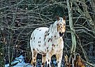 Moon - Gelding in Boonville, NY Moon - Gelding in Boonville, NY