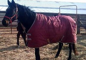 Warmblood (Warmblood, Mare) in Dillsburg, PA