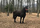 diesel - Gelding in Hegins, PA diesel - Gelding in Hegins, PA