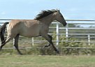 Andalusian - Horse for Sale in Roane, TX 75109 Andalusian - Horse for Sale in Roane, TX 75109