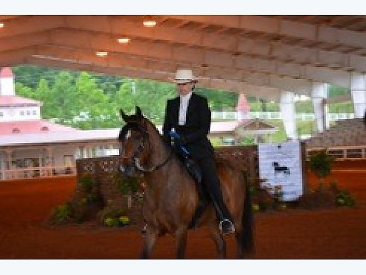 7yr  Smooth, Well Gaited Show Trail Gelding