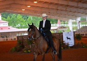 Paso Fino (Paso Fino, 19 yrs) in Kershaw, SC