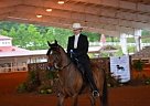Paso Fino - Horse for Sale in Kershaw, SC 29067