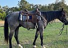 Quarter Horse - Horse for Sale in Orange, TX 77630 Quarter Horse - Horse for Sale in Orange, TX 77630