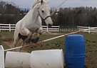 Kayla Pearson - Gelding in Sevierville, TN Kayla Pearson - Gelding in Sevierville, TN