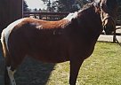 Spotted Saddle - Horse for Sale in Robbinsville, NJ Spotted Saddle - Horse for Sale in Robbinsville, NJ