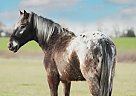 Appaloosa - Horse for Sale in Monett, MO 65708