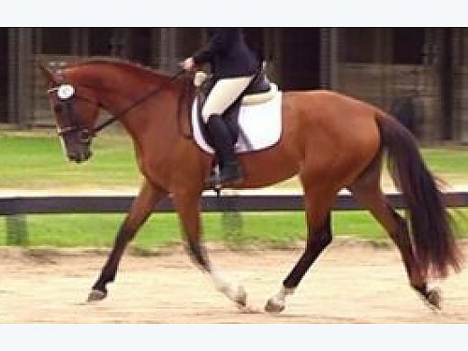 Hanoverian Horse
