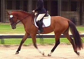 Hanoverian (Hanoverian, Mare) in Charlotte, NC