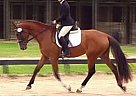 Hanoverian - Horse for Sale in Charlotte, NC 28277