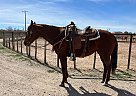 Quarter Horse - Horse for Sale in Wickenburg, AZ 85390
