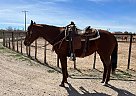 Quarter Horse - Horse for Sale in Wickenburg, AZ 85390 Quarter Horse - Horse for Sale in Wickenburg, AZ 85390