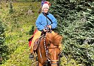 Icelandic - Horse for Sale in Lake Country, BC V4V 1J8 Icelandic - Horse for Sale in Lake Country, BC V4V 1J8