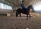 Paso Fino Gelding For Sale Abenturero