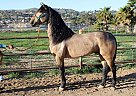 Andalusian - Horse for Sale in CANYON COUNTRY, CA 91387