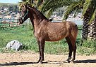 Andalusian - Horse for Sale in CANYON COUNTRY, CA 91387