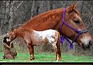 Appaloosa - Horse for Sale in Wellington, KY 40387