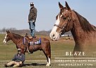 Tennessee Walking - Horse for Sale in Parkers Lake, KY 42634 Tennessee Walking - Horse for Sale in Parkers Lake, KY 42634