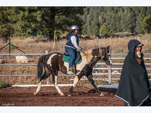 Trail Horse Extraordinaire