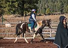 Paint - Horse for Sale in Flagstaff, AZ 86005