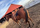 Quarter Horse - Horse for Sale in Mount vernon, MO 65708