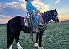 Shetland Pony - Horse for Sale in Lebanon, MO 65708 Shetland Pony - Horse for Sale in Lebanon, MO 65708