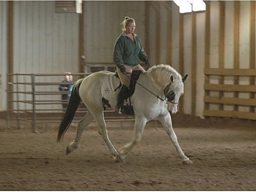 Warmblood Dressage Stallion