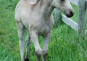 Warmblood (Warmblood, Stallion) in Madelia, MN
