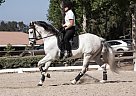 PRE Imported Andalusian Gelding ... Andalusian Gelding