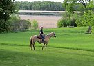 Tango Quarter Horse Mare