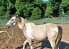 Paint - Horse for Sale in Cambridge City, IN 47327 Paint - Horse for Sale in Cambridge City, IN 47327