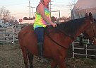 Sassy - Mare in Rio Linda, CA Sassy - Mare in Rio Linda, CA
