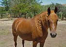 Arabian - Horse for Sale in Long Beach, CA 90831