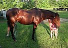 Doc Bar Gelding For Sale Quarter Horse Gelding