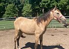 Quarter Horse - Horse for Sale in Cambridge City, IN 47327 Quarter Horse - Horse for Sale in Cambridge City, IN 47327