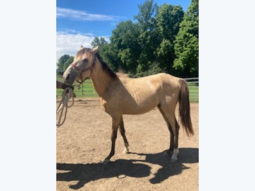 Doc’s Nano, A Buckskin Project