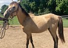Quarter Horse - Horse for Sale in Cambridge City, IN 47327 Quarter Horse - Horse for Sale in Cambridge City, IN 47327