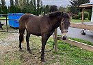 Frankie - Gelding in Surrey, BC Frankie - Gelding in Surrey, BC